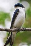 Kelly_s_Cabin_010704_118.jpg