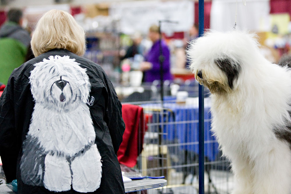 Old english sheep dog Paris checks out her owner Linda Smith's jacket during the Edmonton Kennel Club annual fall all-breed dog show at Northlands AgriCom in Edmonton on October 10, 2009.