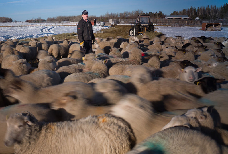 Shepard Wesley Henning with his flock on his farm near Mayerthorpe, Alta. on January 22, 2015.  Henning says he loses 7-10% of his flock each year to coyotes and has taken measures such as deep fences and dogs help protect them.  (Ryan Jackson/Edmonton Journal)